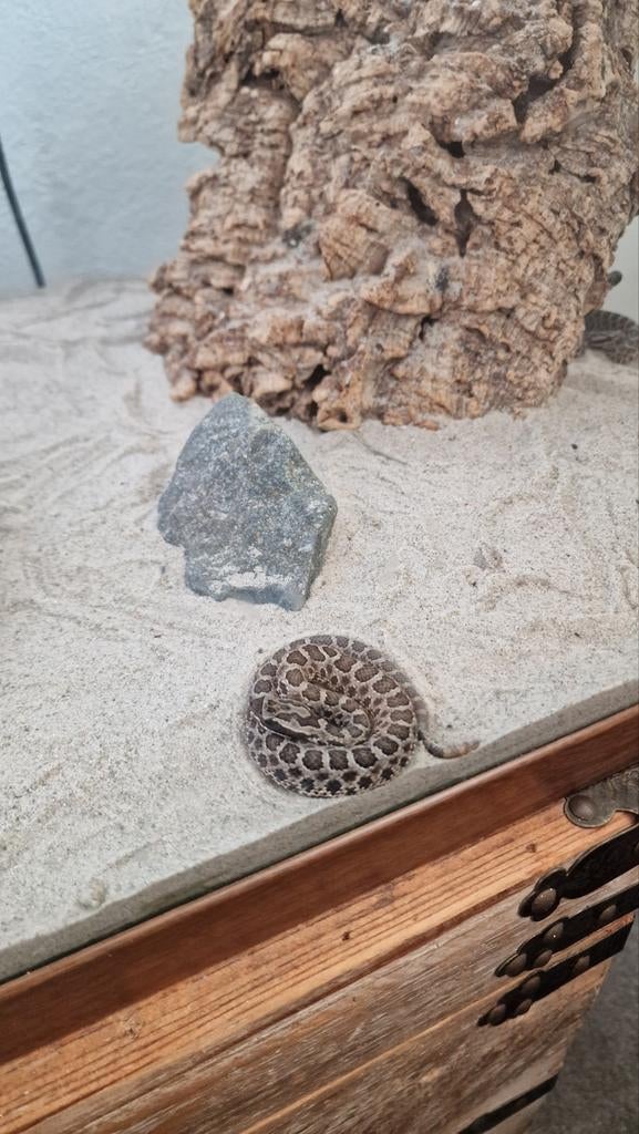 Ratelslangen, Sistrurus catenatus tergeminus Green Tree Python - unknown for sale from J.Donkers