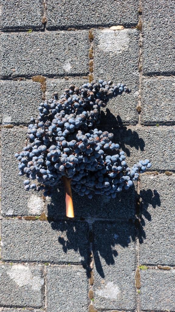 Decoratieve siertakken met bessen, Huis en Inrichting, Woonaccessoires | Overige, Nieuw, Natuurlijk materiaal, Blauw, Landelijk