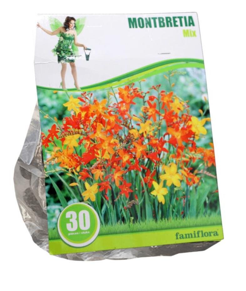 30 bollen Famiflora Crocosmia (Crocosmiiflora) Najaarsbloem, Verzenden, Volle zon