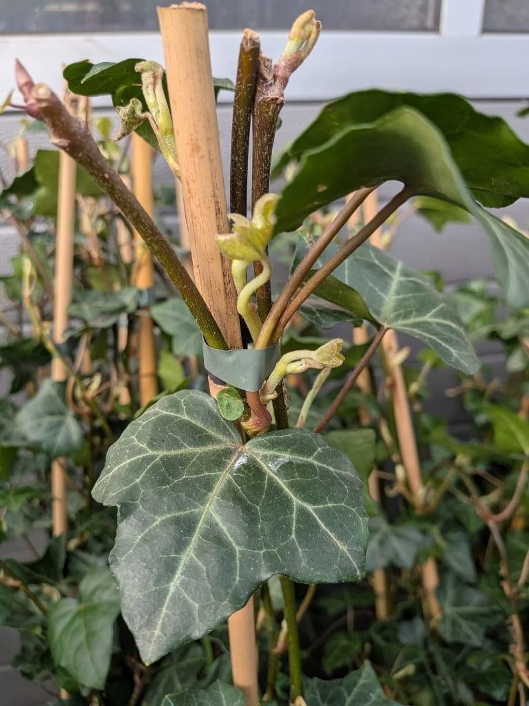 Hedera woener gestokt 100-125 cm, Ophalen, Vaste plant, Bloeit niet, Halfschaduw