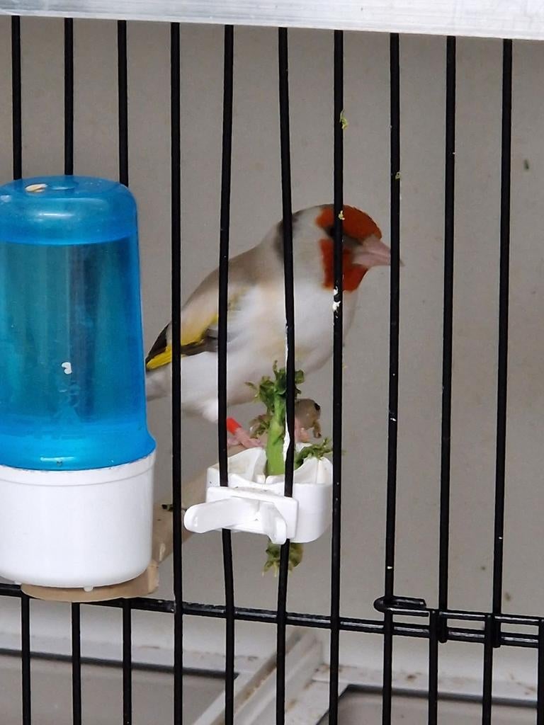 Majoor putters, Dieren en Toebehoren, Meerdere dieren, Wildzangvogel