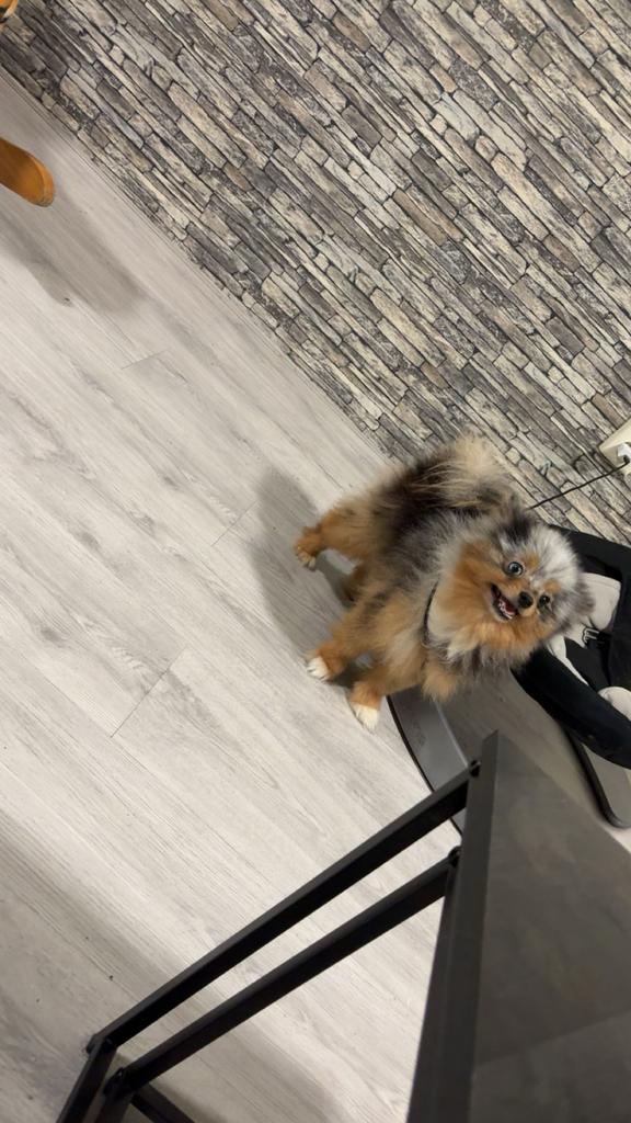 Pomeriaan reutje, Reu, 1 tot 2 jaar, Parvo, Eén hond