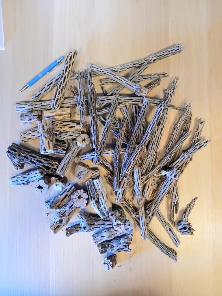 Cholla wood, Ophalen of Verzenden, Nieuw, Plant(en), Steen of Hout