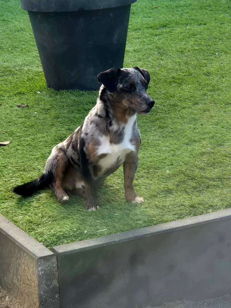 Jack Russell Dekreu Odin, Dieren en Toebehoren, Parvo, Reu, Eén hond, 3 tot 5 jaar