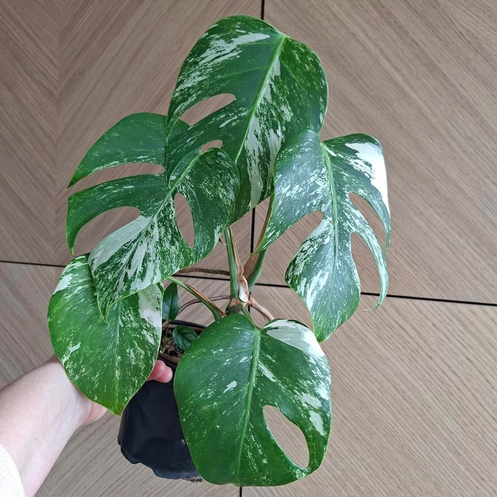 Monstera albo variegata plant, Ophalen of Verzenden, Halfschaduw, Minder dan 100 cm