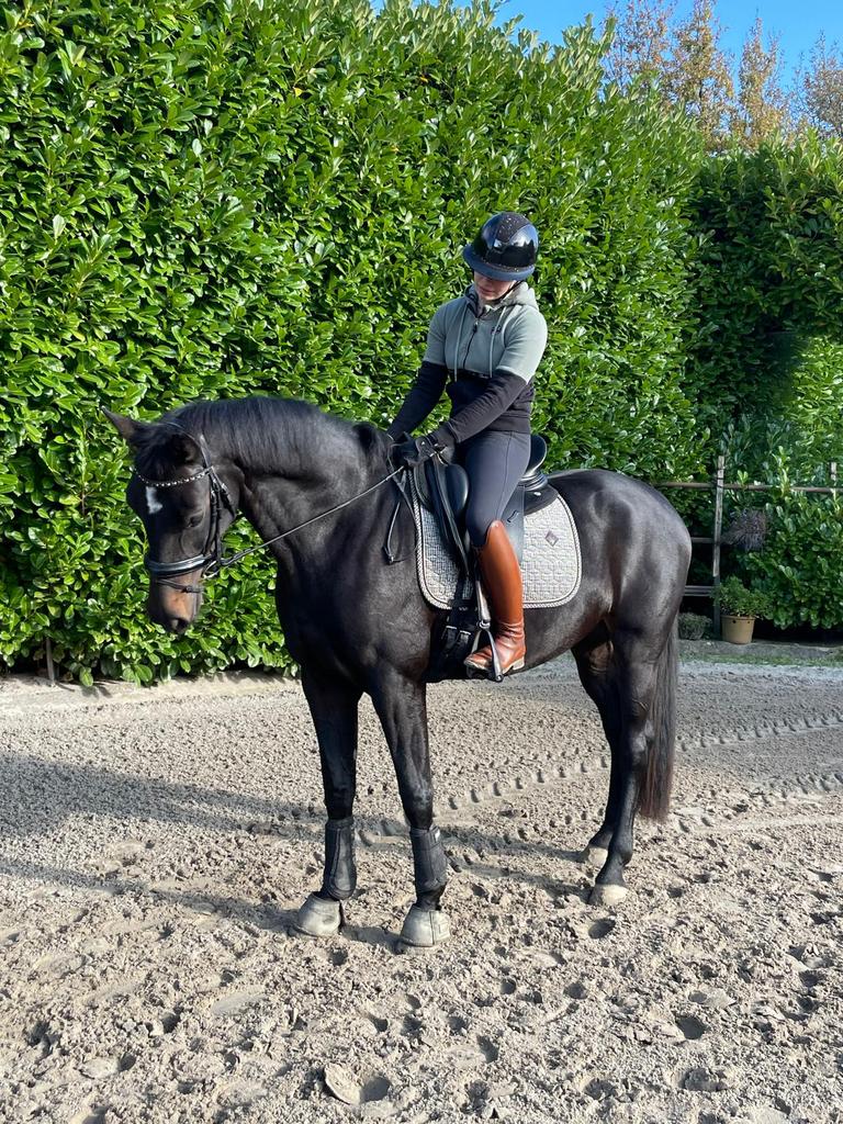 5 jarige Glamourdale x Voice merrie, Dieren en Toebehoren, Paarden, Merrie, Dressuurpaard, 3 tot 6 jaar, Met stamboom