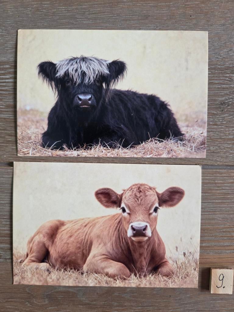 KOEIEN 9, Verzamelen, Ophalen, Voor 1920, Hond of Kat