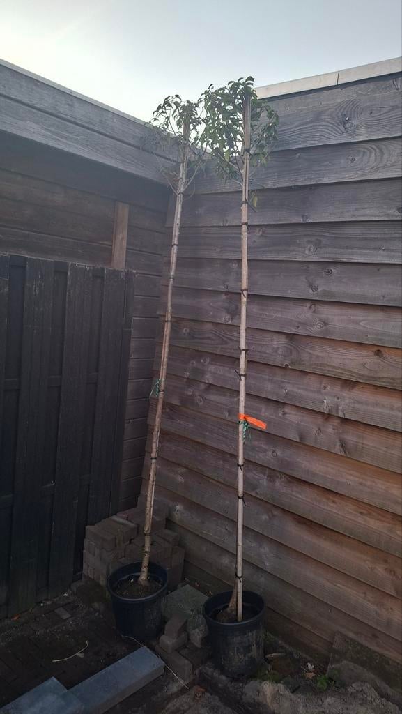 Laurier bomen 180 cm, Overige soorten, Lente, 100 tot 250 cm, Ophalen