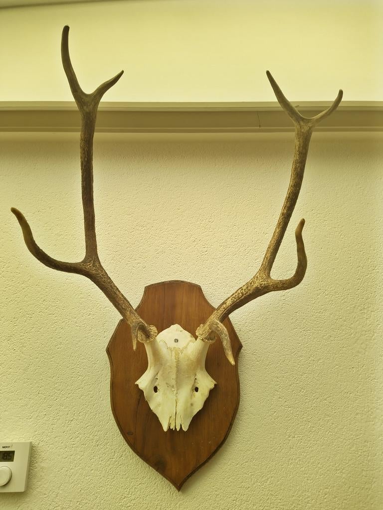 Gewei van edelhert op schedel en houten schild, Ophalen, Zo goed als nieuw, Hert, Schedel