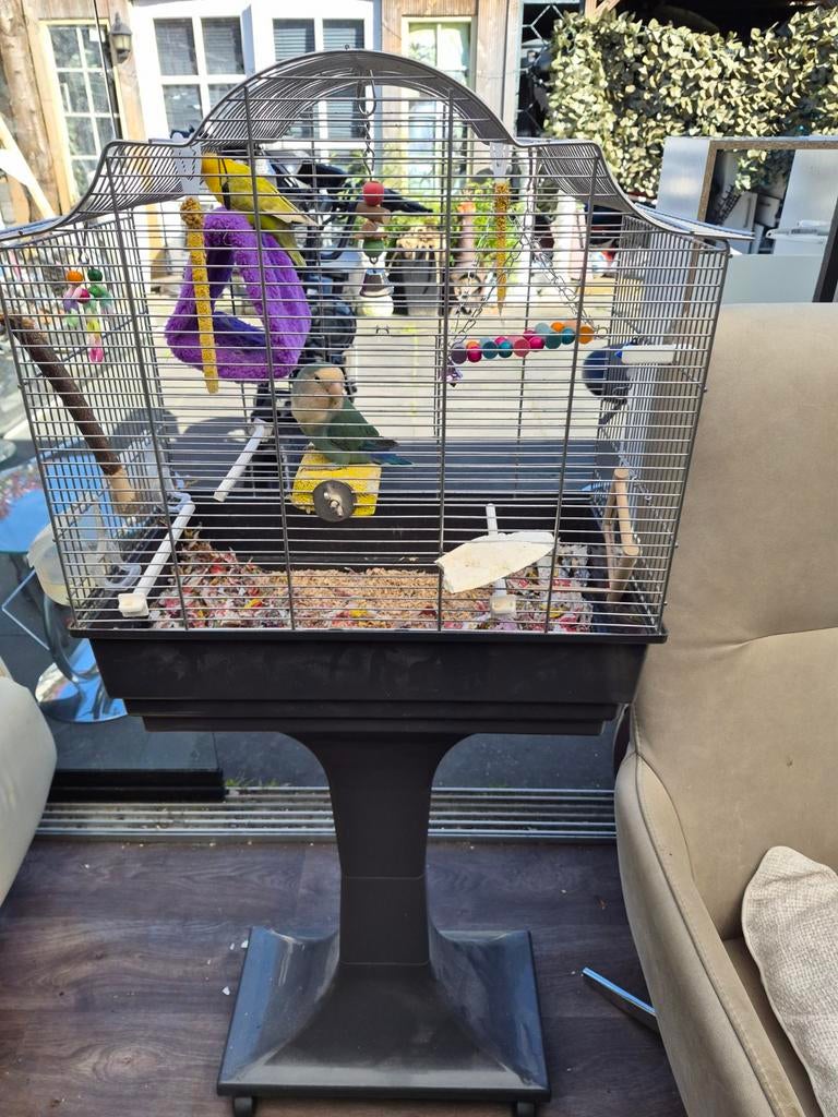 2x agapornis geel en blauw met kooi, Dieren en Toebehoren, Ophalen