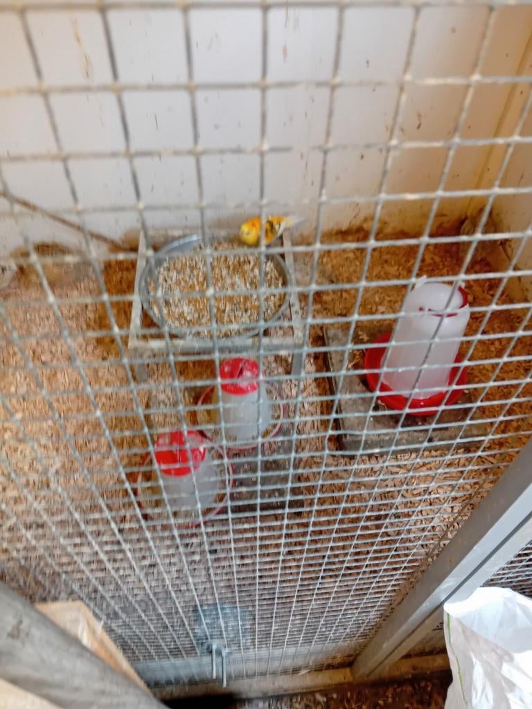 Tekoop Japanse jumbo kwartels, Dieren en Toebehoren, Vogels | Overige Vogels, Meerdere dieren, Tam