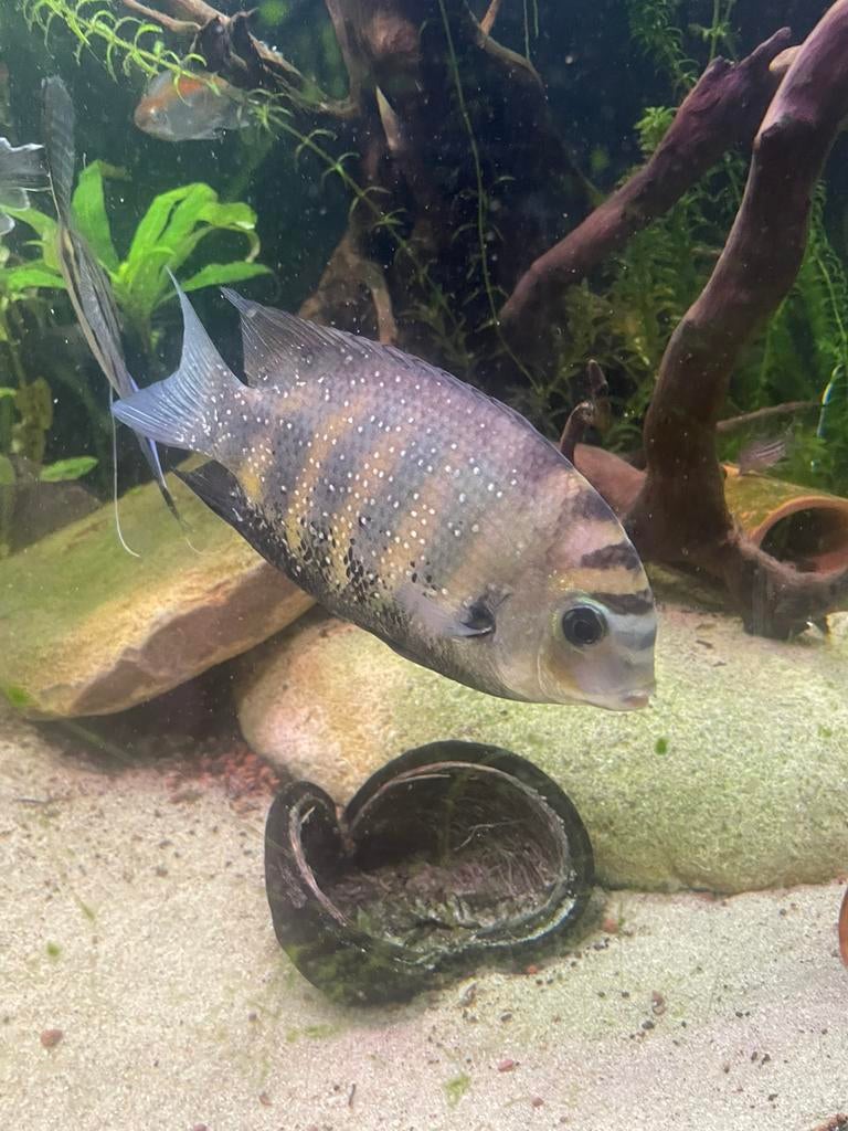 Etroplus suratensis (Groene Chroomcichlide) - Adult 20cm, Dieren en Toebehoren, Vissen | Aquariumvissen, Vis, Zoutwatervis, Schoolvis