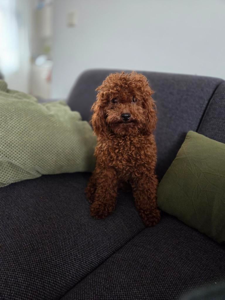 Toypoedel dekreu raszuiver, Particulier, Reu, 1 tot 2 jaar, Buitenland
