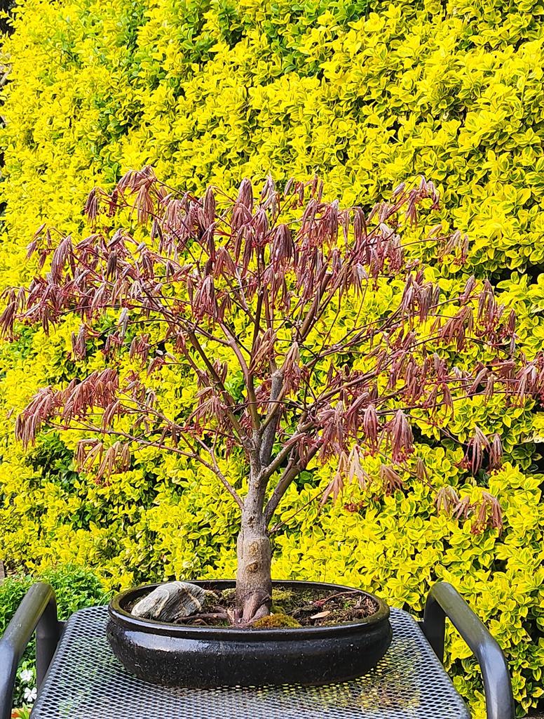 Prachtige Acer palmatum 'Amazing Amber' Bonsai, Bloeit niet, Halfschaduw, Overige soorten, Minder dan 100 cm