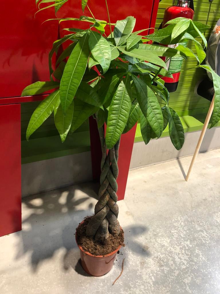 Plant kamerplant Pachira gevlochten, Ophalen of Verzenden, Overige soorten, Volle zon