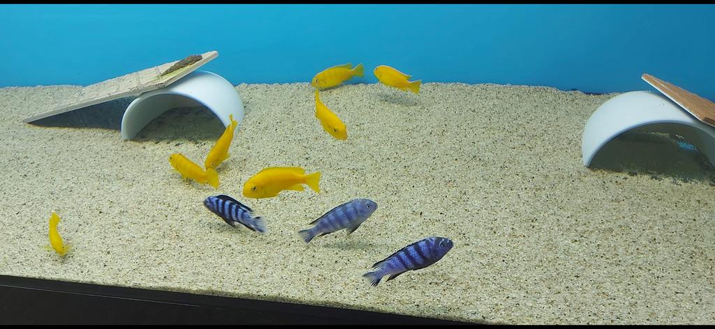 Pseudotropheus Saulosi ( zeer zuivere nakweek), Vis