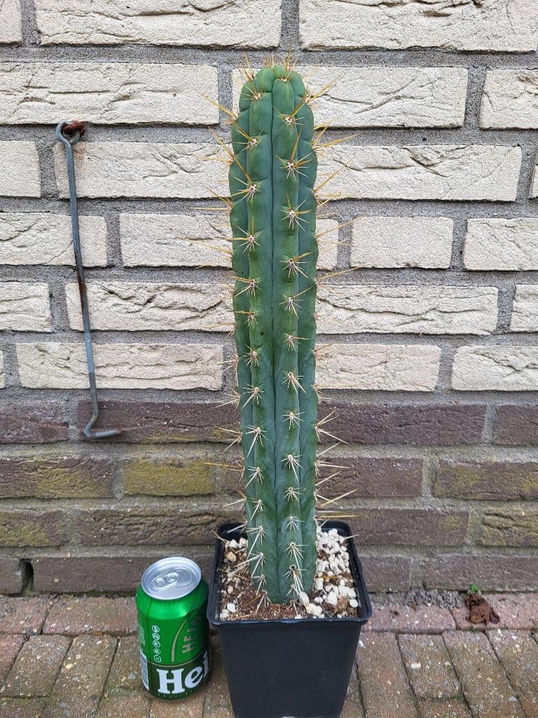 Trichocereus cuzcoensis (San Pedro Cactus), Tuin en Terras, Planten | Tuinplanten, Ophalen, Vaste plant, Overige soorten, Volle zon