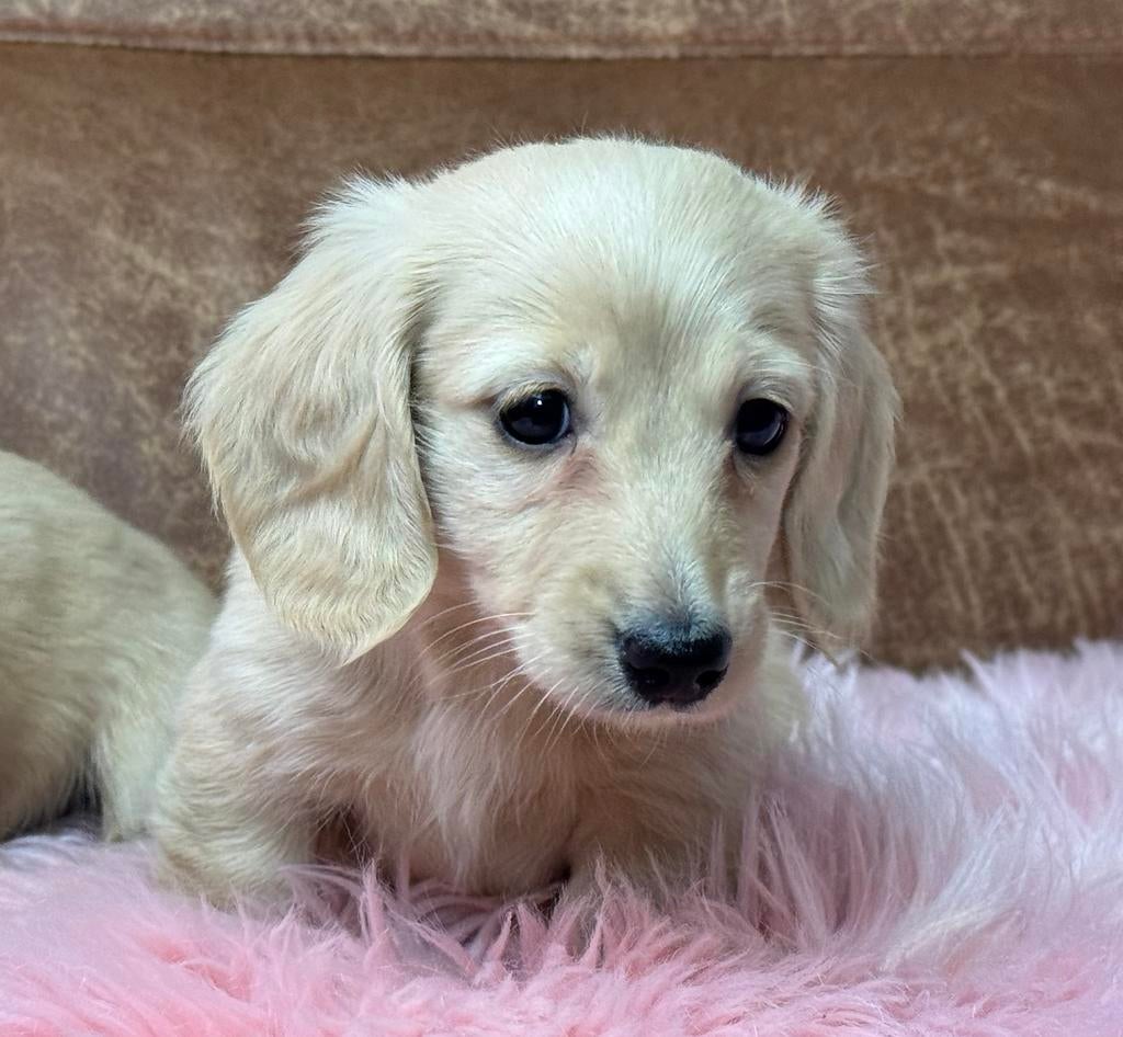 Exclusieve crème teckel pups – zeldzaam, top afstamming, Nederland, Parvo, 8 tot 15 weken, Dwerg