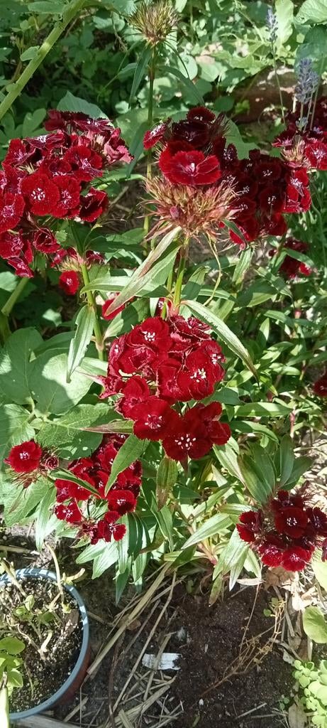 Dianthus barbatus - Duizendschoon zaden, Ophalen of Verzenden, Voorjaar, Halfschaduw, Zaad