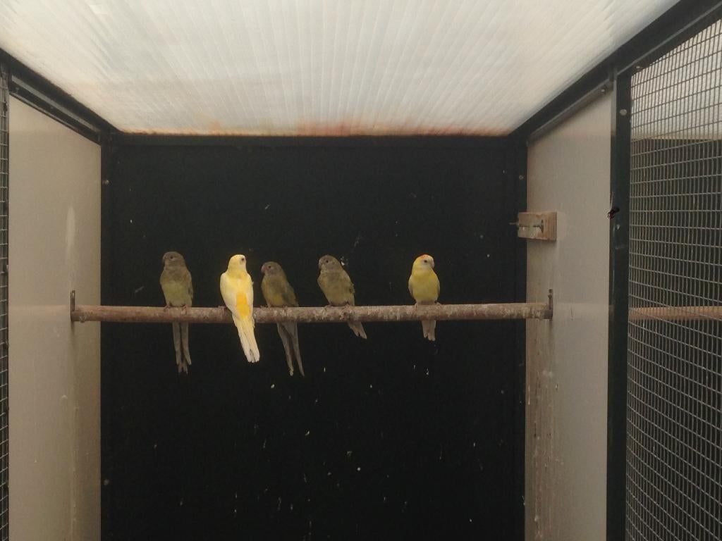 Roodrugparkieten, Vrouwelijk, Parkiet, Geringd