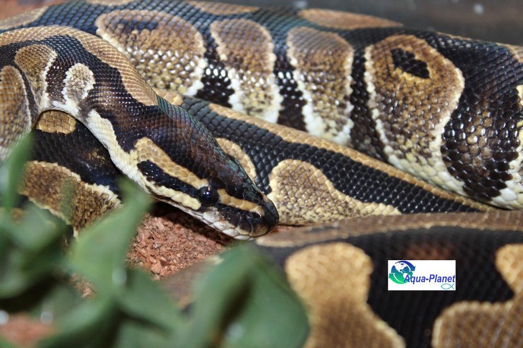 Python regius, Dieren en Toebehoren, Reptielen en Amfibieën, Slang, 3 tot 6 jaar, Tam