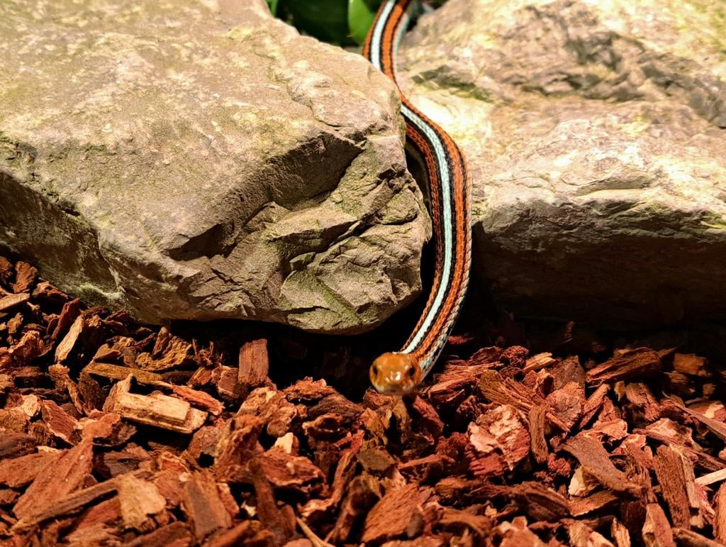 **5.2 thamnophis sirtalis tetrataenia** Green Tree Python - male for sale from Marco