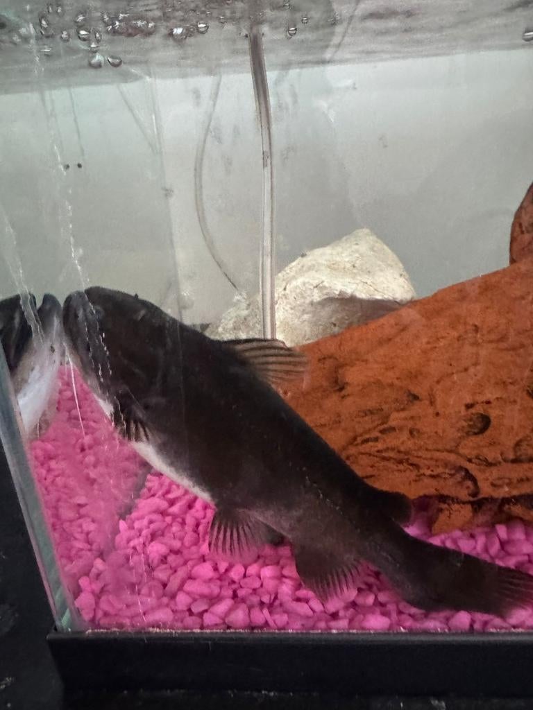 Gulper catfish te koop, Ophalen of Verzenden