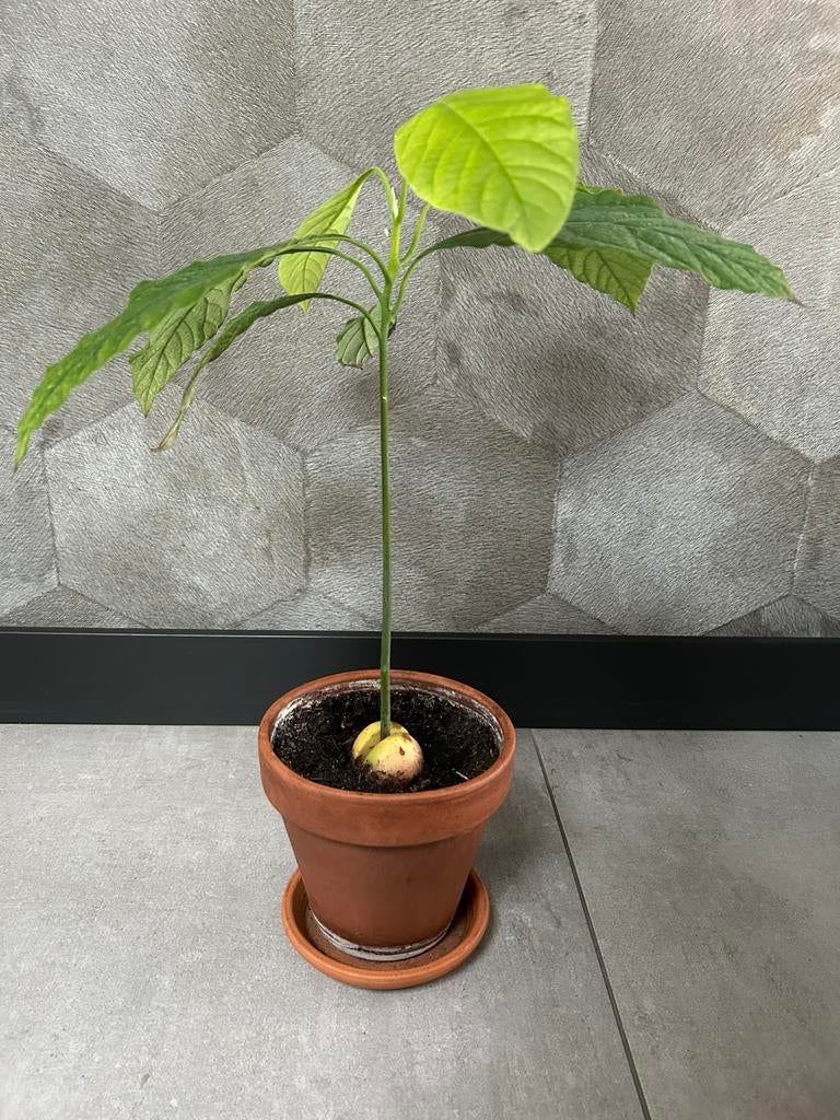 Avocado plant, Ophalen, Overige soorten, Volle zon