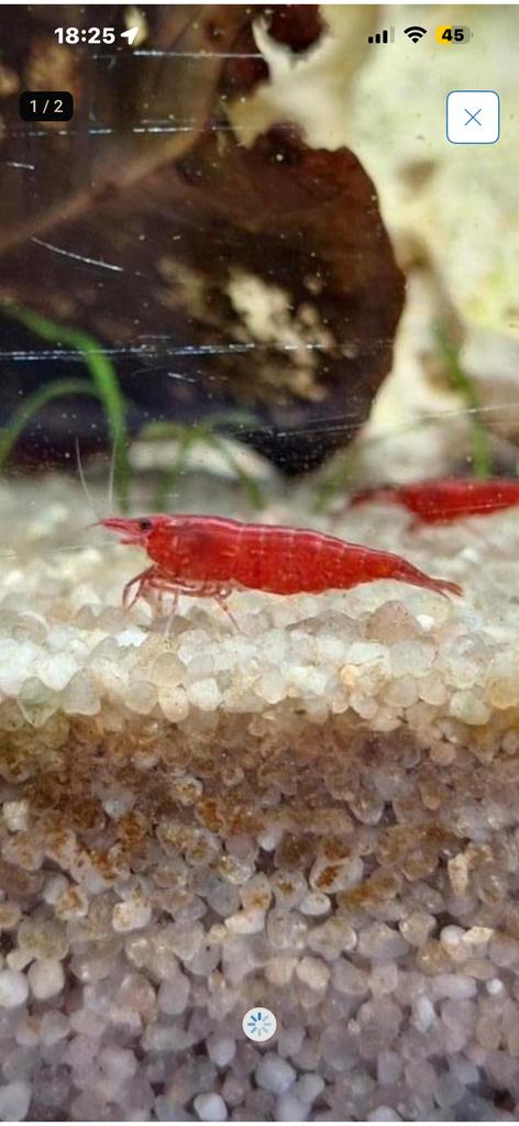 Bloody mary garnalen, Kreeft, Krab of Garnaal