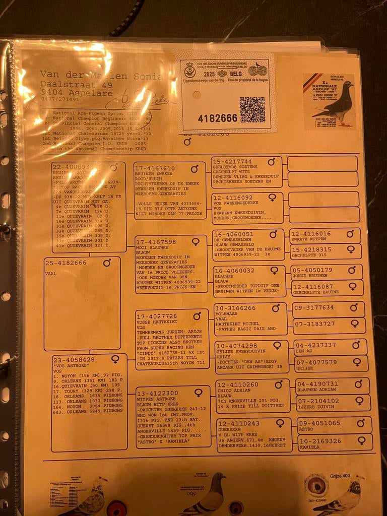 Jonge duiven te koop, Meerdere dieren