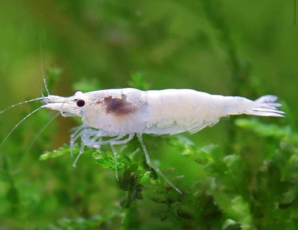 Pre order: Snowstorm Neocaridina garnaal - garnalen, Kreeft, Krab of Garnaal, Zoetwatervis