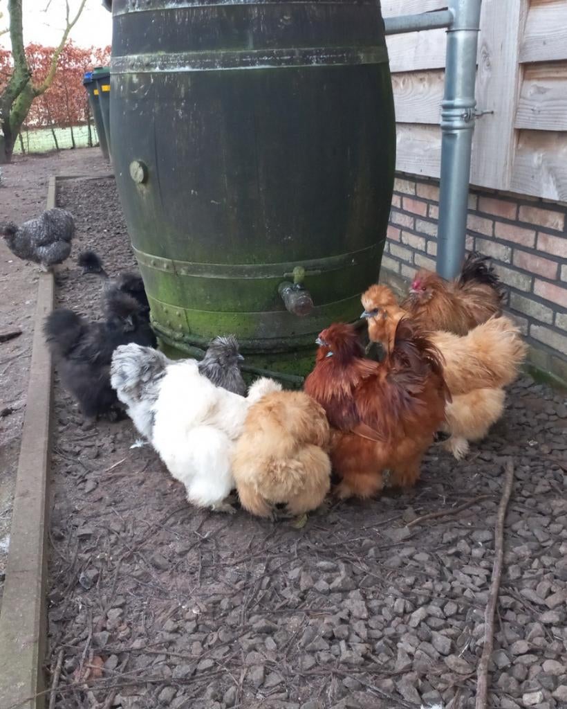 Broedeieren Zijdehoen Groot., Ophalen of Verzenden, Overige typen