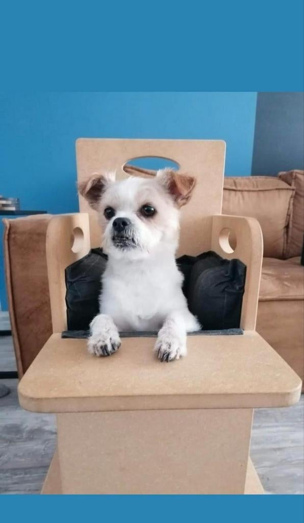 Bailey Chair, stoel Slokdarmverlamming, Megaoesophagus,, Dieren en Toebehoren, Honden-accessoires, Nieuw, Ophalen