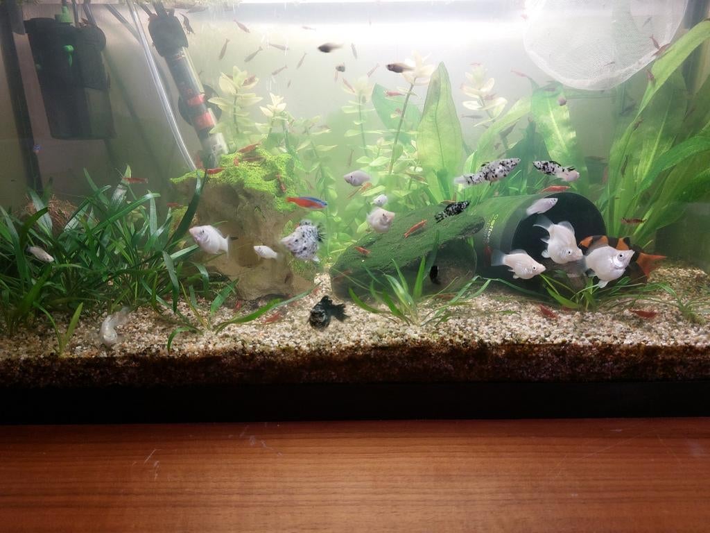 Rode Neocaridina garnalen & Witte Molly/Balloonmol, Dieren en Toebehoren, Vissen | Aquariumvissen, Kreeft, Krab of Garnaal
