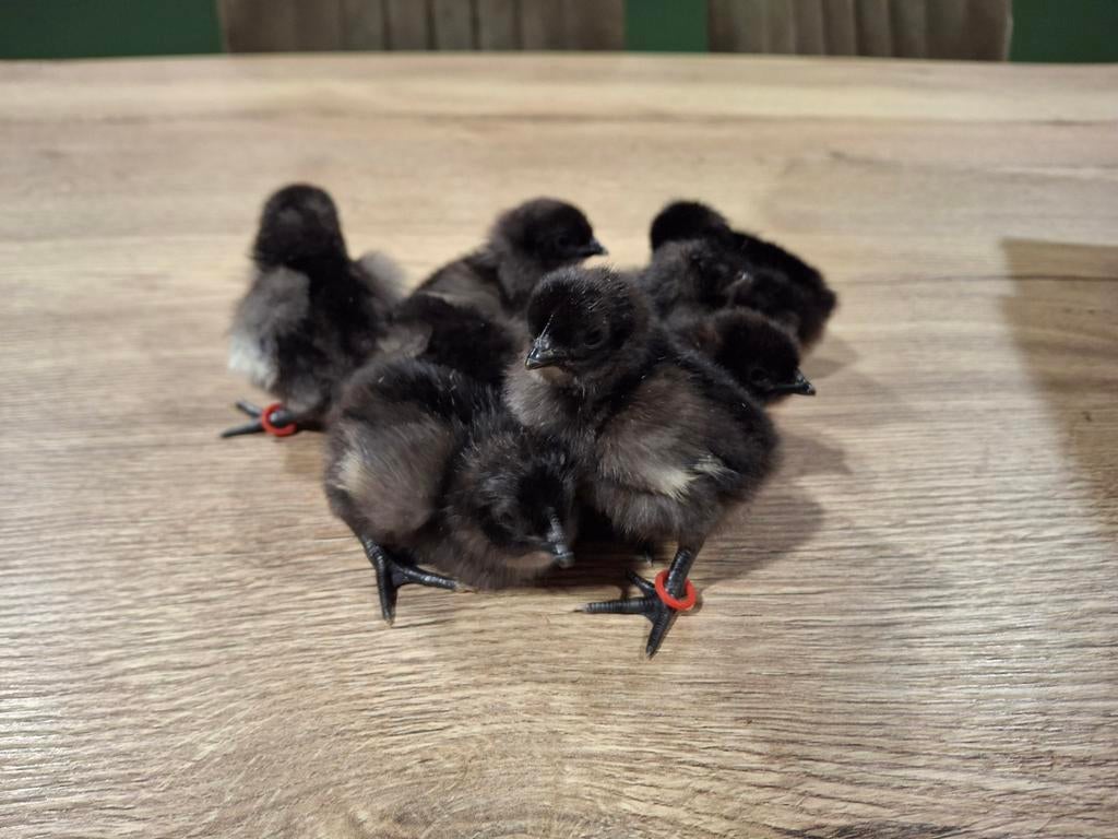 Kuikens Dongxiang Lukedanji!, Dieren en Toebehoren, Pluimvee, Kip