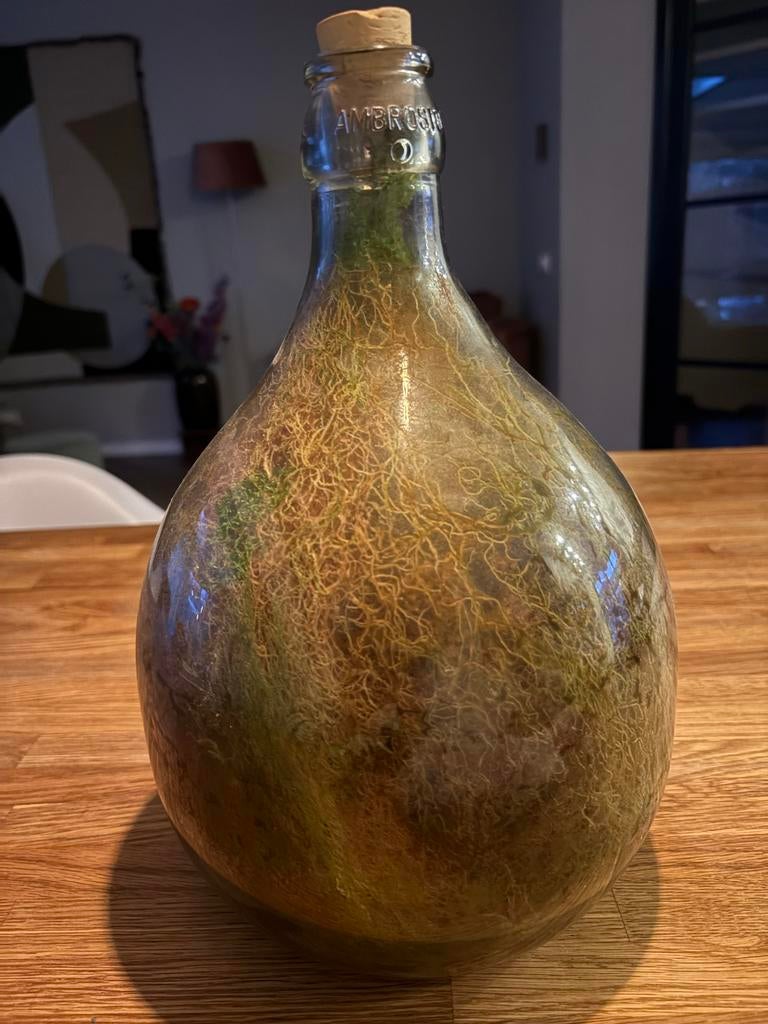 Terrarium met planten in glazen fles, Tuin en Terras, Kassen, Ophalen, Zo goed als nieuw, Kweekkas