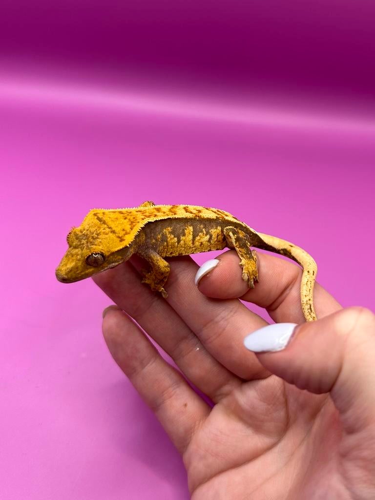 Wimpergekko baby unsexed (pos female) Crested Gecko - female for sale from RX Cresties