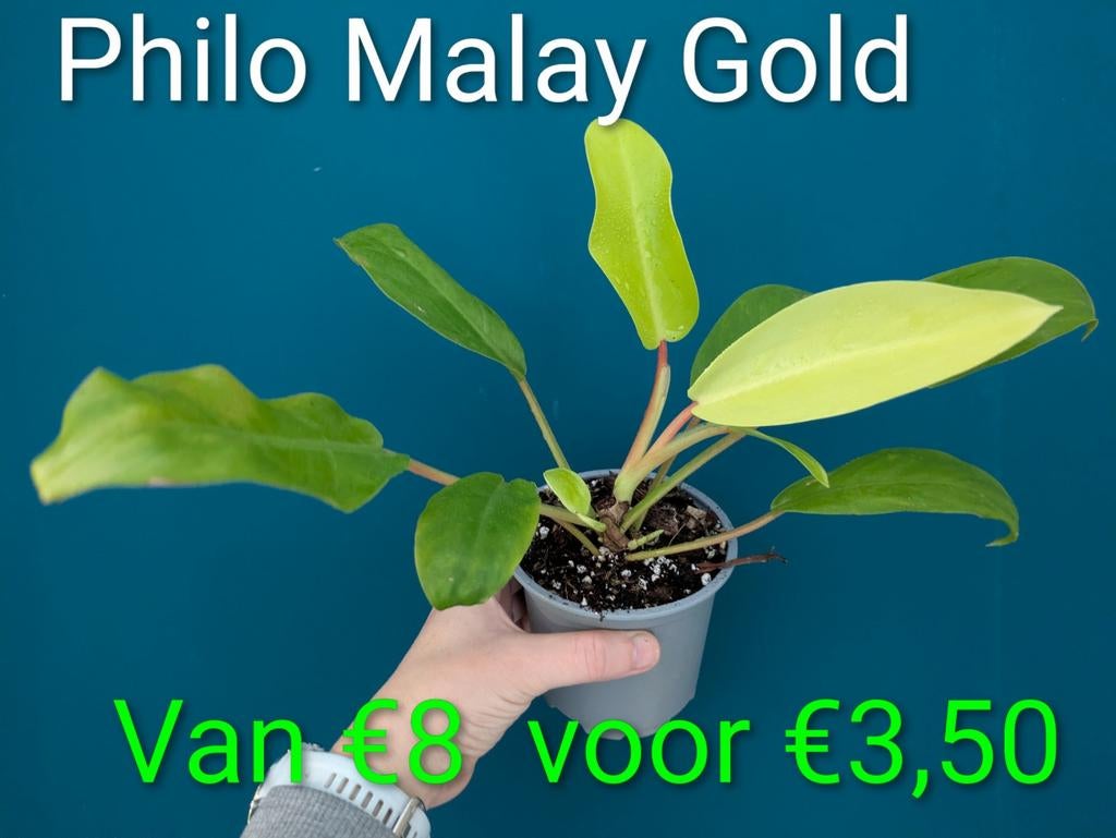 ACTIE dit weekend tot 70% korting op planten, Huis en Inrichting, Ophalen of Verzenden, Halfschaduw, Minder dan 100 cm