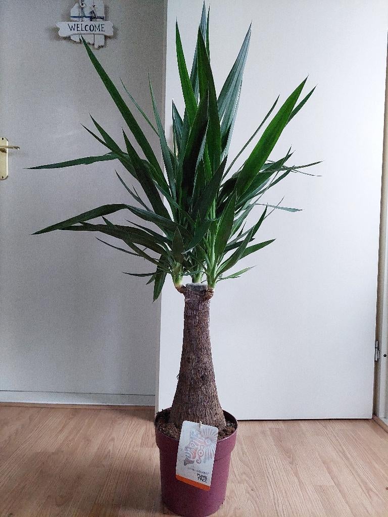 Yucca Elephantipes 'Maya Tree' - Olifantspoot H: 120 cm., Ophalen, 100 tot 150 cm, Halfschaduw, Yucca