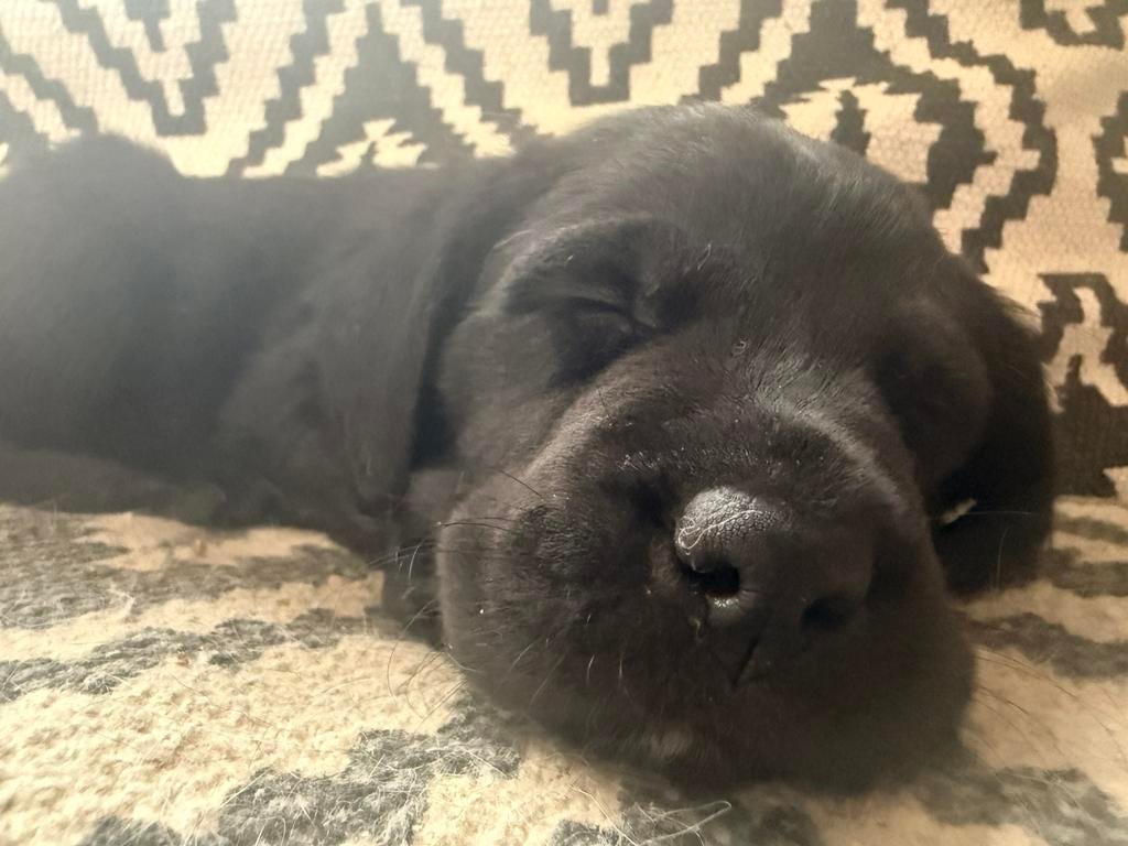 1 lieve gesocialiseerde boxador pup (teef), Dieren en Toebehoren, Overige rassen, 8 tot 15 weken, Teef, Eén hond