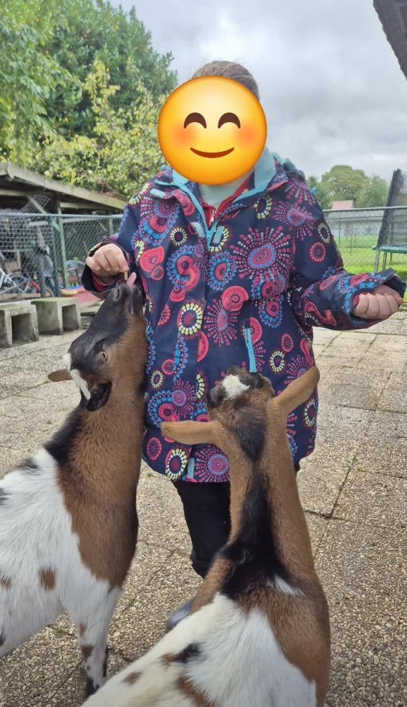 Geiten, Dieren en Toebehoren, Schapen, Geiten en Varkens, Mannelijk, Geit, 6 jaar of ouder