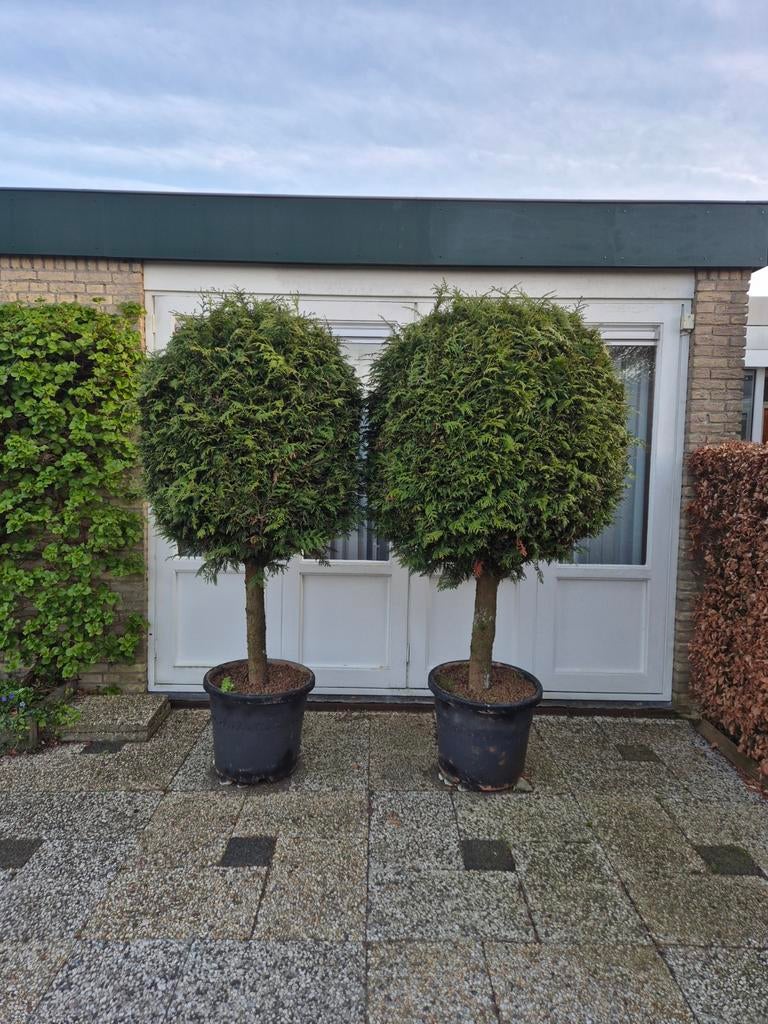 2 Coniferen op stam, 2 meter hoog, Tuin en Terras, Volle zon, Vaste plant, Bloeit niet, Ophalen