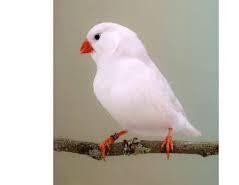 Zebravink, Dieren en Toebehoren, Vrouwelijk