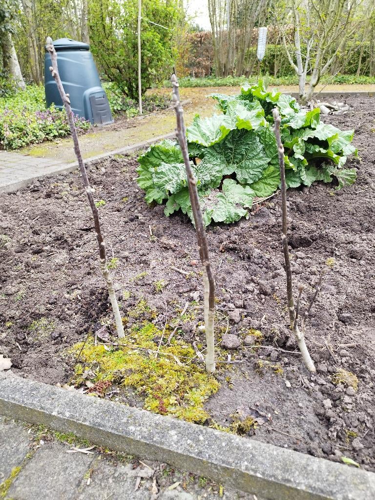 Walnotenboompje, Tuin en Terras, Planten | Bomen, Ophalen, Volle zon, Overige soorten