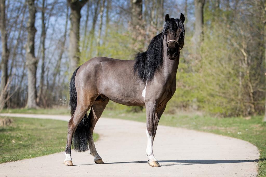 TER DEKKING 2 PRACHTIGE DEKHENGSTJES, Hengst