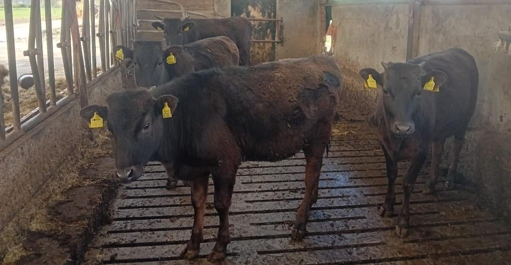 Te koop: 5 rasechte volbloed wagyu, Dieren en Toebehoren, Meerdere dieren, 0 tot 2 jaar
