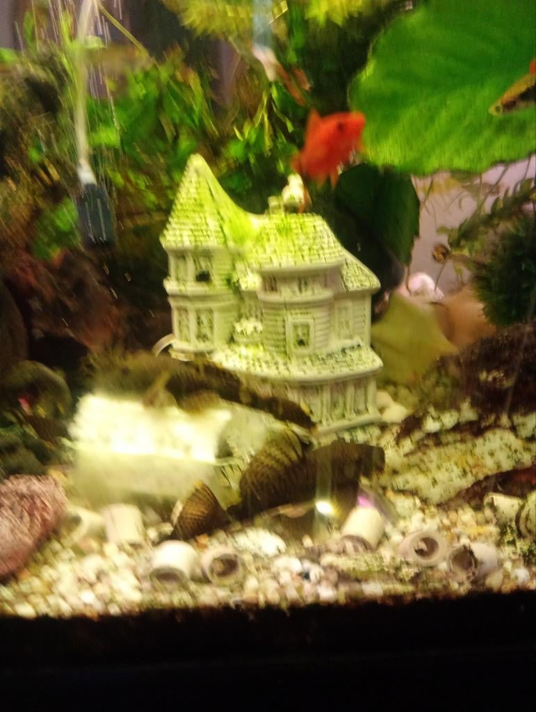 Verschillende soorten, Dieren en Toebehoren, Vissen | Aquariumvissen, Vis