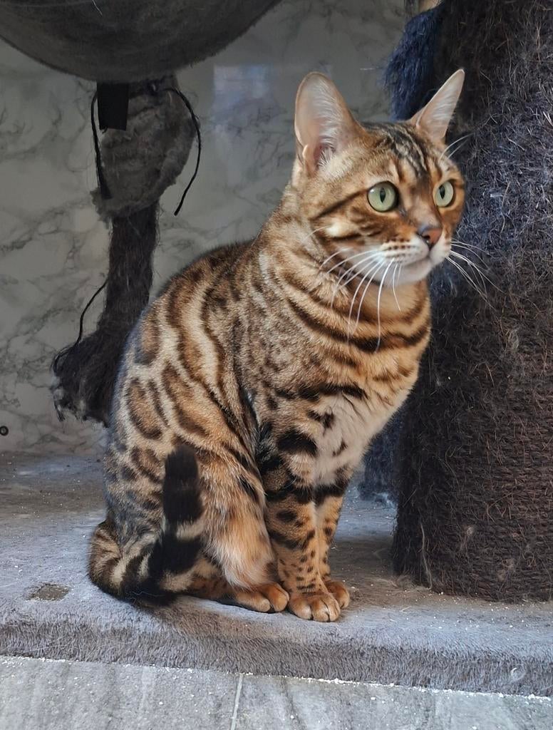 Bengaal poes herplaatser met stamboom, Poes, Met stamboom