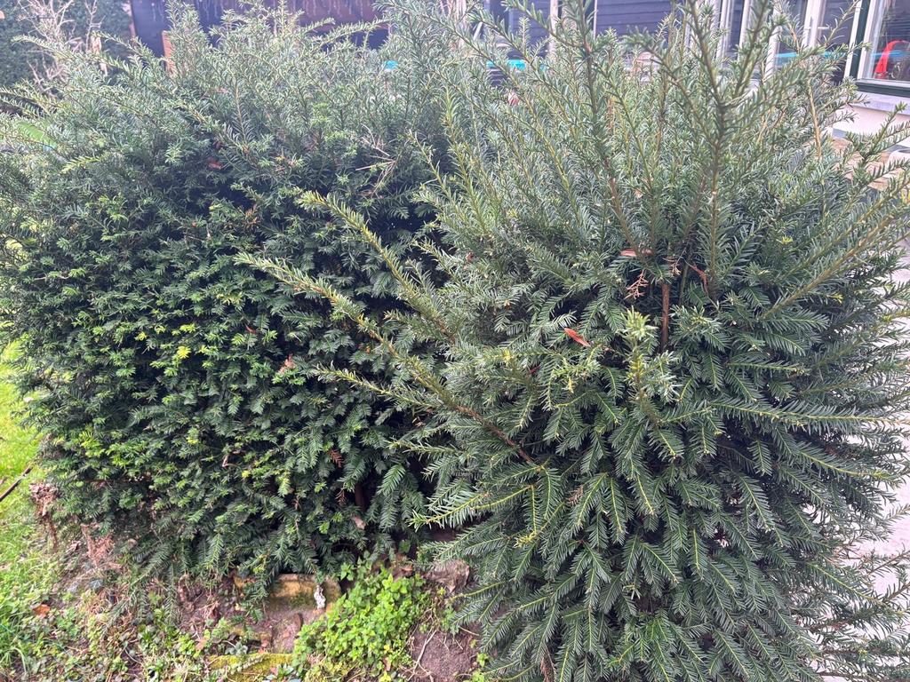 10 meter taxushaag gratis af te halen, Tuin en Terras, Planten | Struiken en Hagen, Ophalen of Verzenden, Taxus, Haag, 100 tot 250 cm