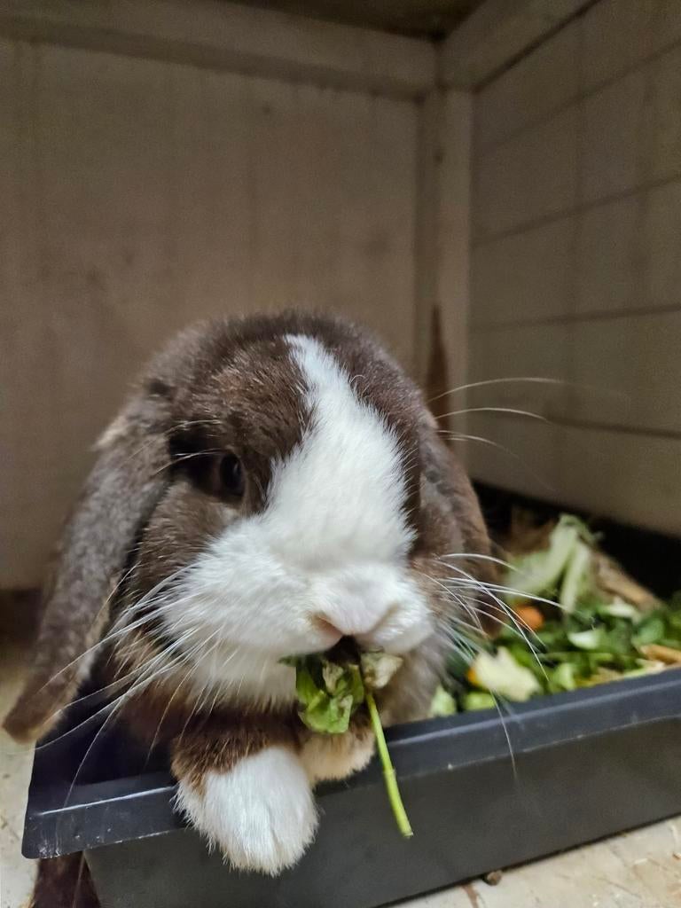 Lieve simba schitterende en kroel ram, Dieren en Toebehoren, Konijnen, Mannelijk, Dwerg, Hangoor, 0 tot 2 jaar